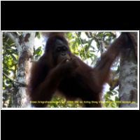 12366 082 bei Kuting Orang Utans Malaysia 2006 Sarawak.jpg